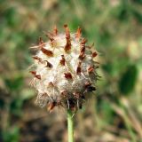 Trifolium bonannii