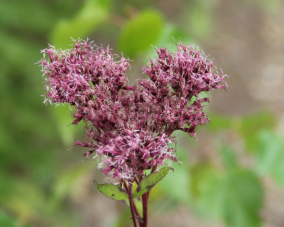 Image of Eupatorium glehnii specimen.