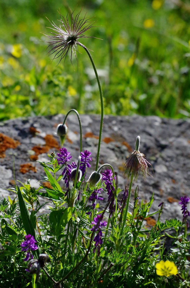 Изображение особи Pulsatilla campanella.