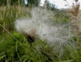 Cirsium setosum