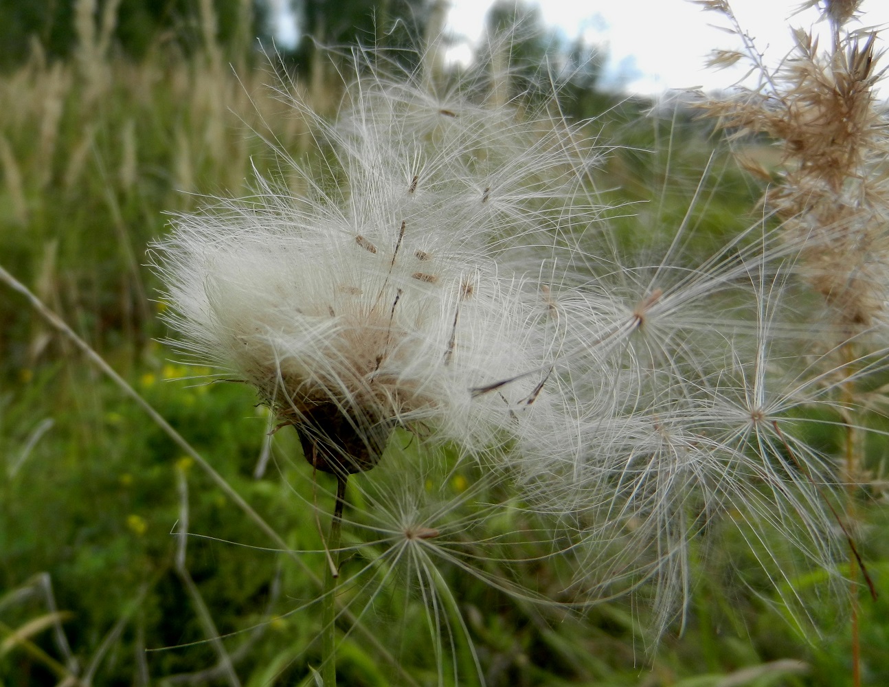 Изображение особи Cirsium setosum.