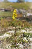 Solidago virgaurea подвид lapponica. Цветущее растение. Кольский п-ов, Терский берег Белого моря, олуговелая воронично-лишайниковая тундра. 01.08.2014.