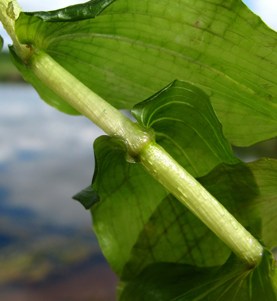 Изображение особи Potamogeton perfoliatus.