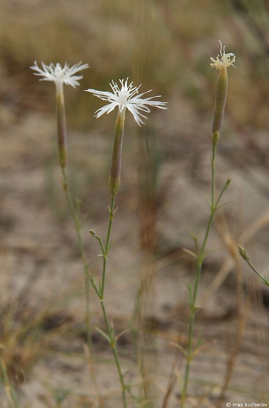 Изображение особи Dianthus squarrosus.