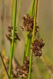 Juncus effusus