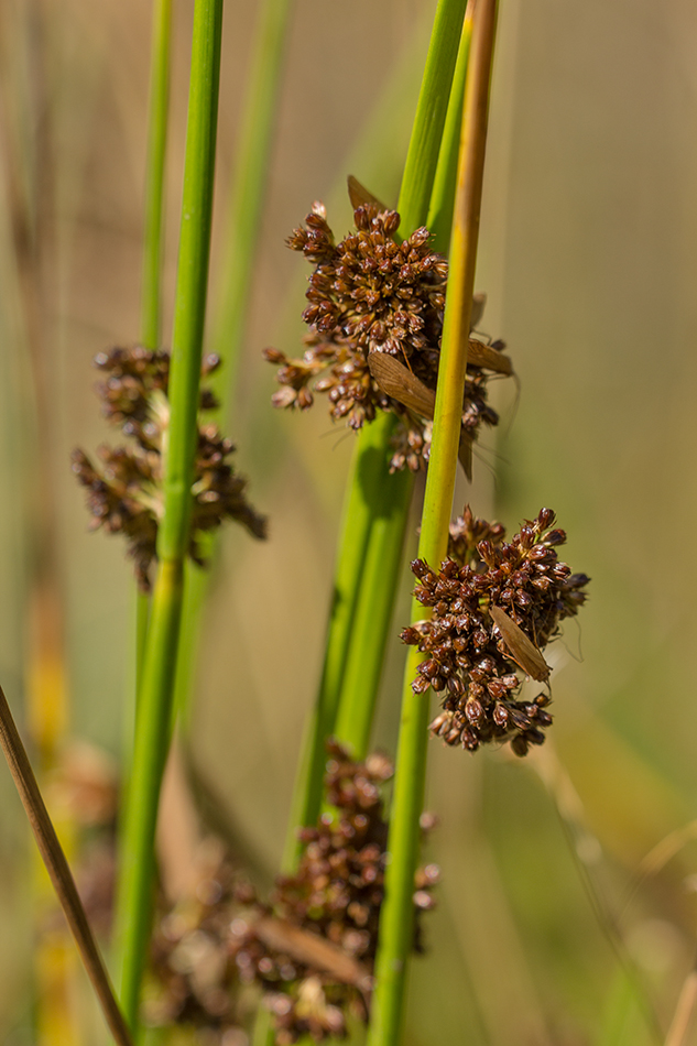 Изображение особи Juncus effusus.