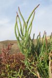 Salicornia perennans