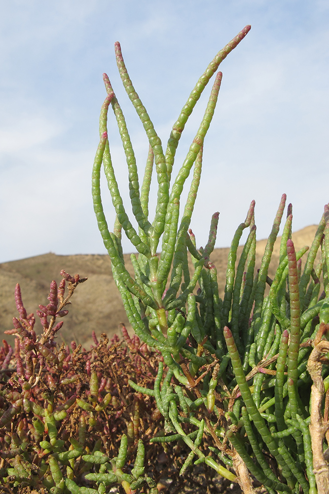 Изображение особи Salicornia perennans.