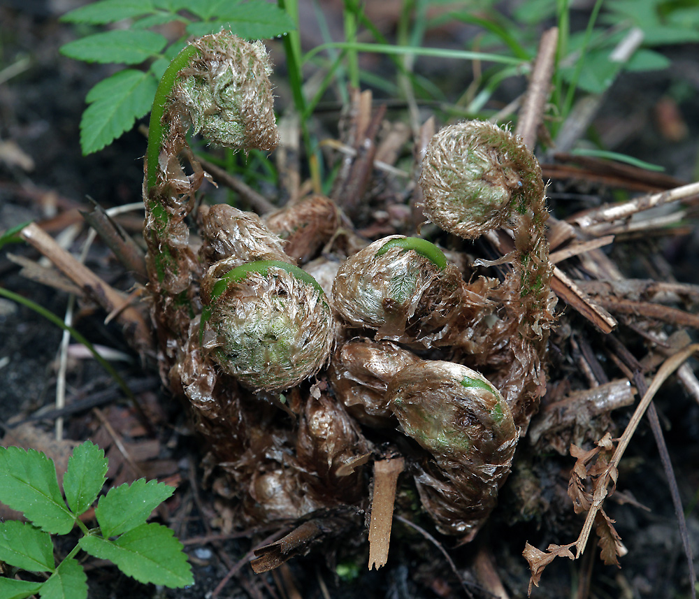 Изображение особи Dryopteris filix-mas.