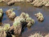 Carex acuta