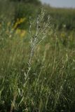 Eryngium planum. Цветущее растение в степи. Белгородская обл., окр. пос. Борисовка около Острасьева Яра. 30.06.2009.