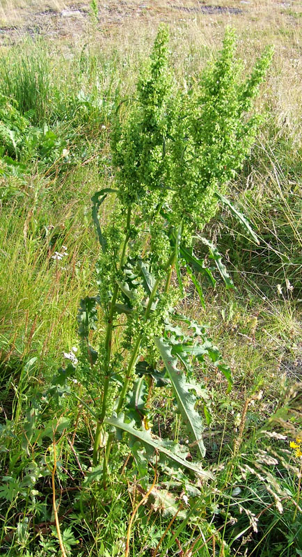 Изображение особи Rumex longifolius.