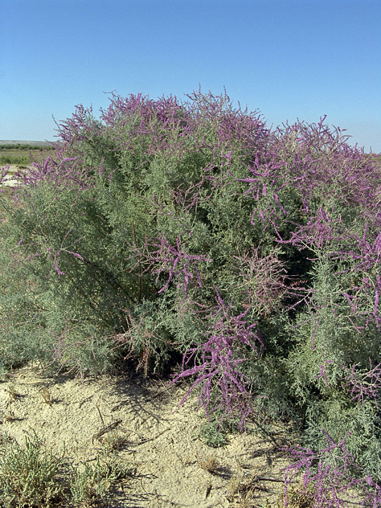 Image of genus Tamarix specimen.