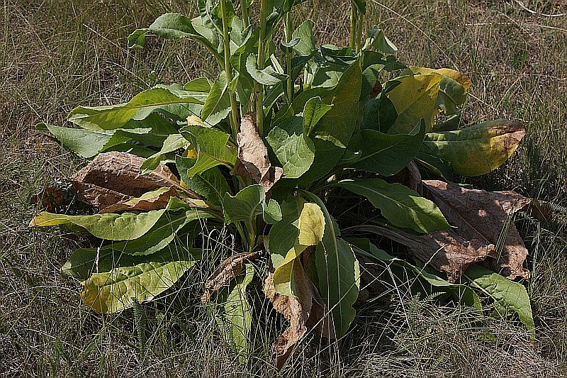 Изображение особи Senecio schwetzowii.