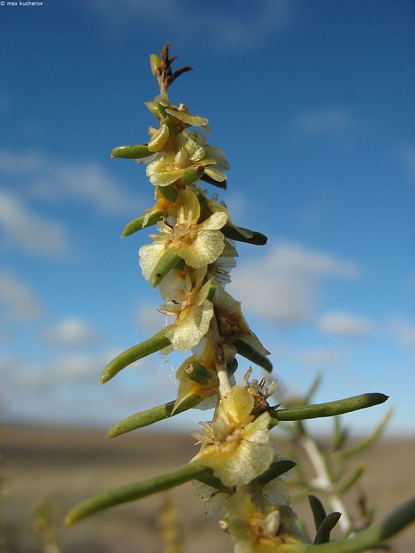 Image of Salsola arbuscula specimen.