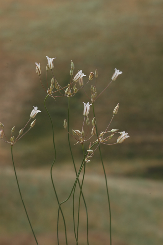 Image of Allium setifolium specimen.
