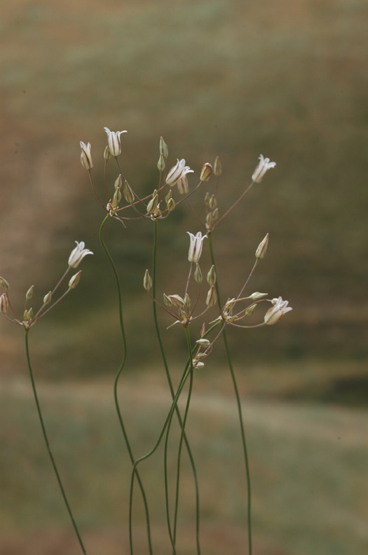 Изображение особи Allium setifolium.