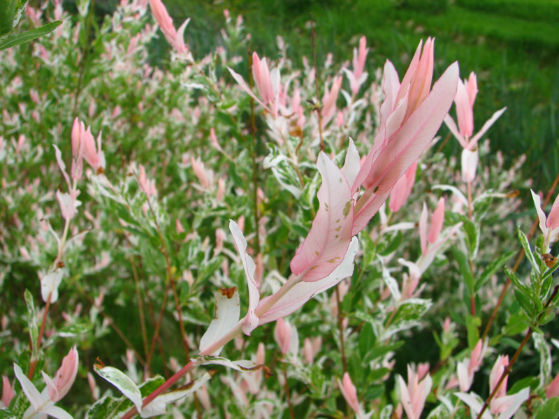 Image of Salix integra specimen.