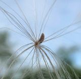 Cirsium vulgare. Плод. Архангельская обл., Вельский р-н, окр. пос. Усть-Шоноша. 06.08.2012.