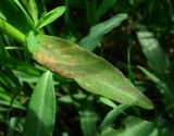 Euphorbia borodinii