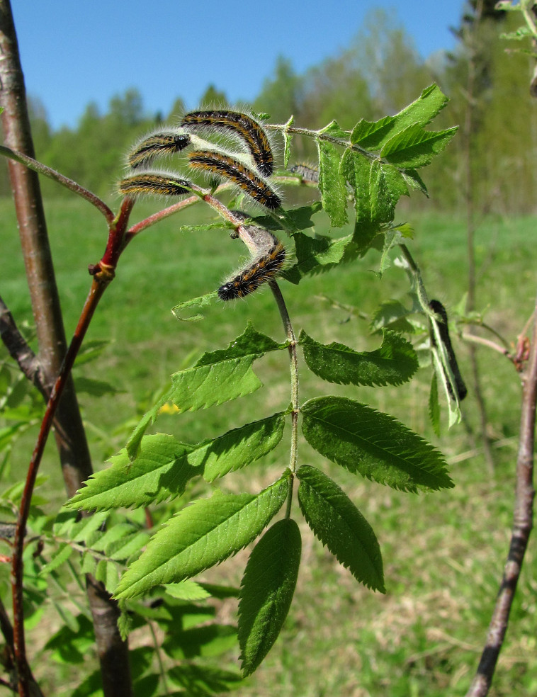 Image of Sorbus aucuparia specimen.