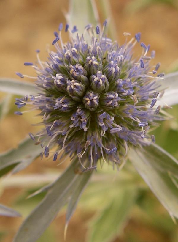 Изображение особи Eryngium planum.