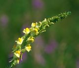 Linaria vulgaris. Верхушка цветущего растения. Московская обл., Раменский р-н, окр. ж.-д. платформы Хрипань, просека под ЛЭП. 30.07.2015.