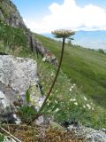 Pachypleurum alpinum. Цветущее растение. Восточный Казахстан, Южный Алтай, хр. Сарымсакты, пер. Бурхат, ≈ 2200 м н.у.м. 21 июня 2015 г.