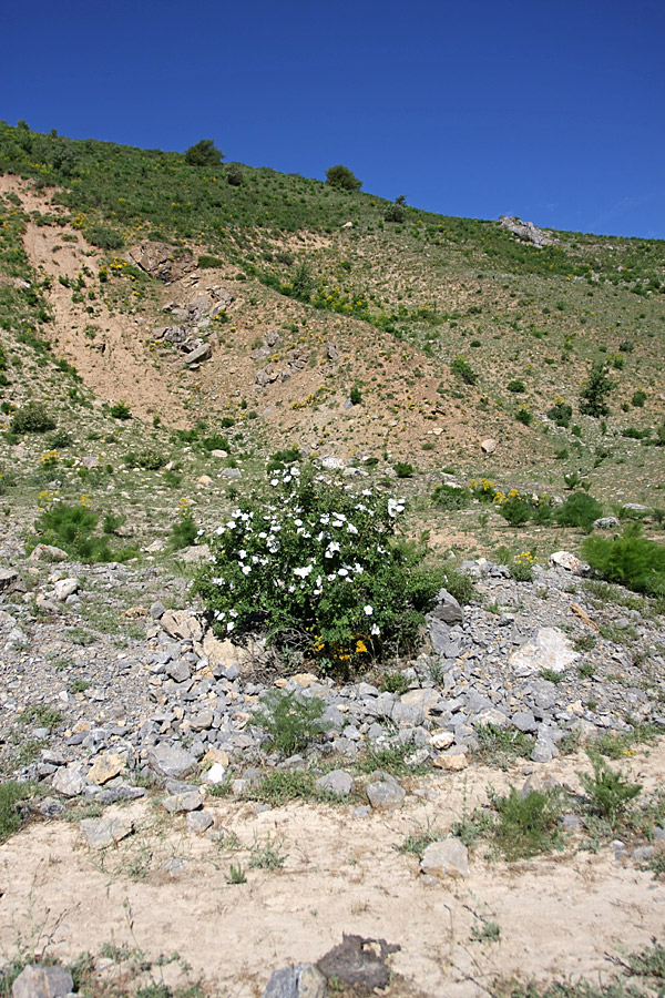 Image of Rosa fedtschenkoana specimen.