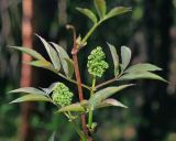 Sambucus racemosa. .Молодые побеги с нераскрывшимися соцветиями и листьями. Московская обл., Раменский р-н, окр. ж.-д. платформы Хрипань, смешанный лес у ЛЭП, просека. 08.05.2015.