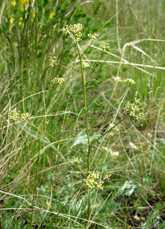 Изображение особи Lepidium coronopifolium.