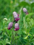 Gastrolychnis tristis. Верхушки побегов с цветками. Бурятия, Окинский р-н, перевал Чойган-Дабан, ≈ 1900 м н.у.м., луг у верхней границы леса. 05.07.2015.