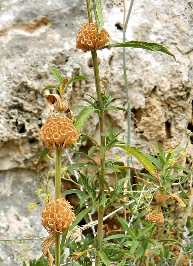 Изображение особи Leonotis leonurus.