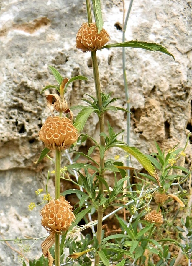 Изображение особи Leonotis leonurus.