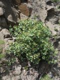 Rumex lunaria. Цветущее растение на скале. Испания, Канарские о-ва, Гран Канария, муниципалитет Agüimes, ущелье Barranco de Guayadeque. 26 февраля 2010 г.