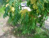 Ailanthus altissima