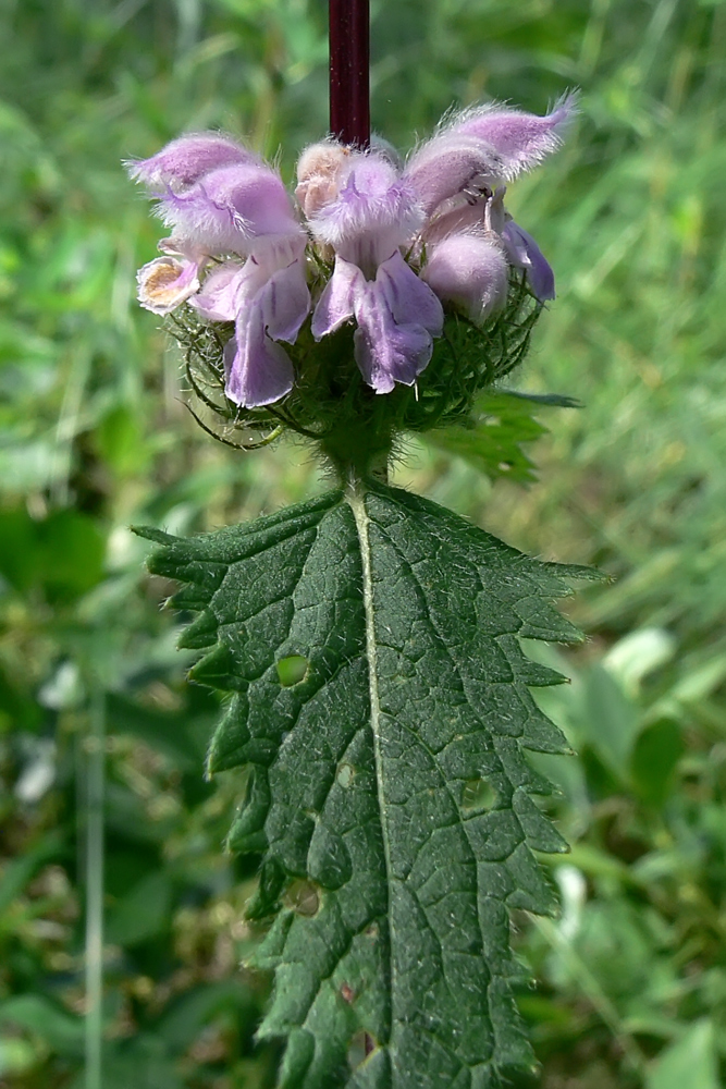 Изображение особи Phlomoides tuberosa.