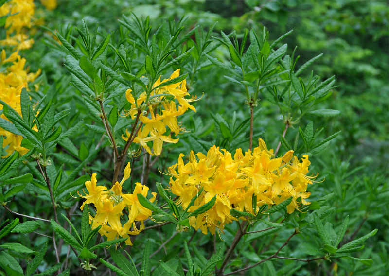 Image of Rhododendron luteum specimen.