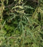 Urtica cannabina