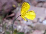 genus Papaver. Цветок. Кыргызстан, Нарынская обл., левый берег р. Нарын, природный парк Салкын-Тор. 12.07.2015.