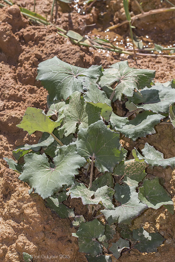 Изображение особи Tussilago farfara.