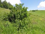 Viburnum lantana. Плодоносящее растение. Адыгея, Кавказский биосферный заповедник, хр. Каменное Море, выс. ≈ 2000 м н.у.м., на верхней границе леса. 19.07.2015.