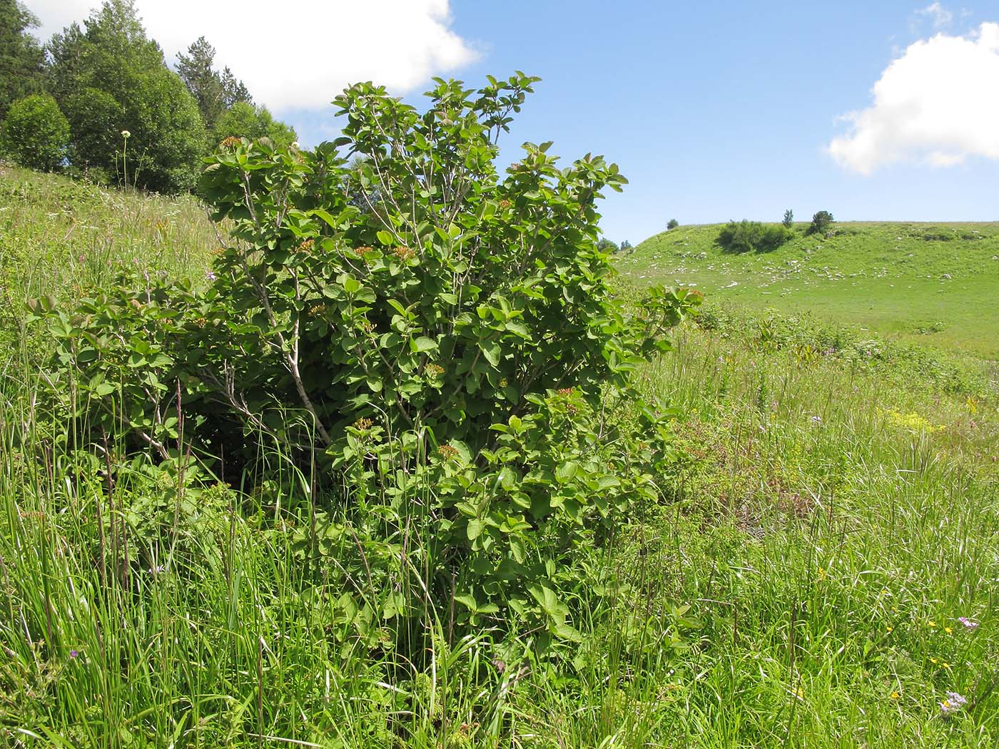 Image of Viburnum lantana specimen.