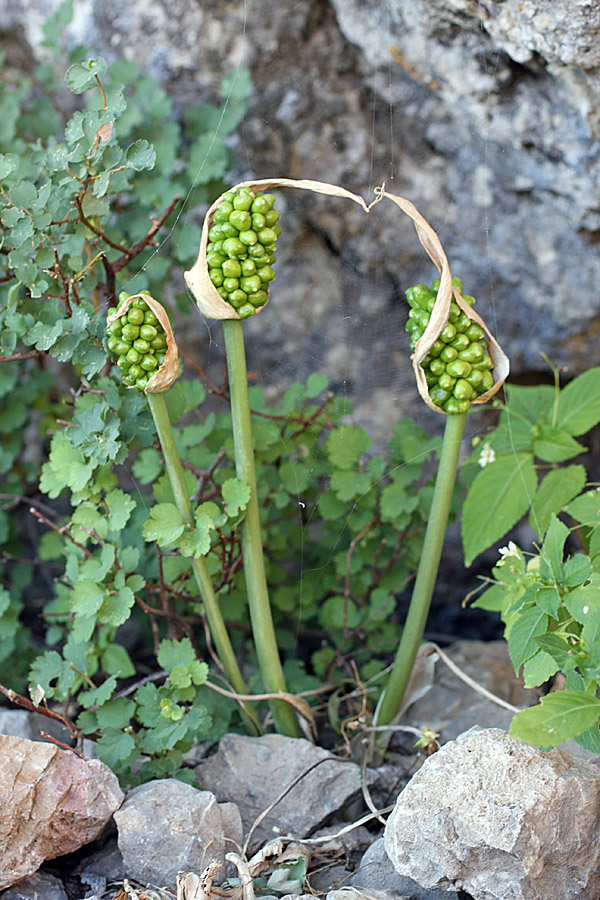 Изображение особи Arum korolkowii.