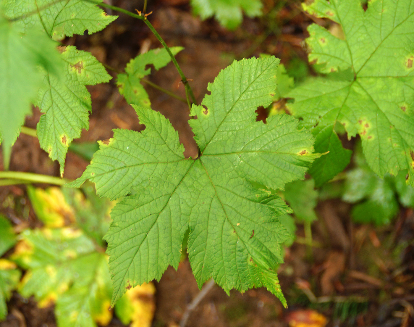 Image of Filipendula glaberrima specimen.