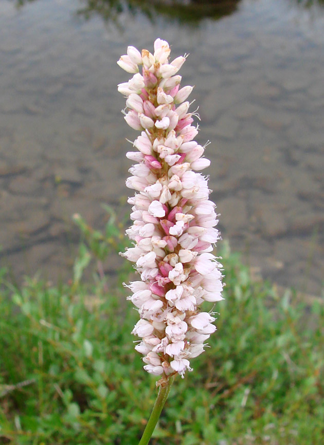 Изображение особи Bistorta officinalis.