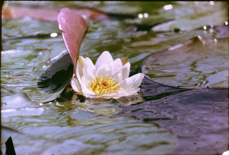 Изображение особи Nymphaea candida.