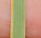 Panicum turgidum