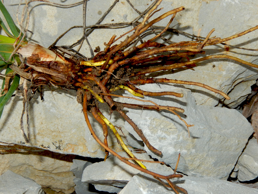 Image of Asphodeline taurica specimen.