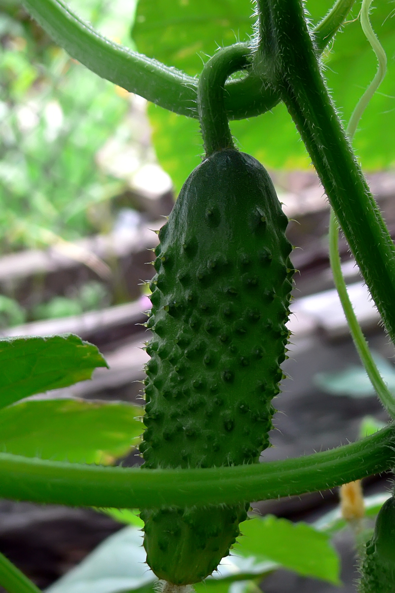 Изображение особи Cucumis sativus.